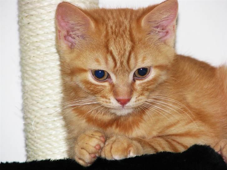 Blanding af racer Yuli billede 11