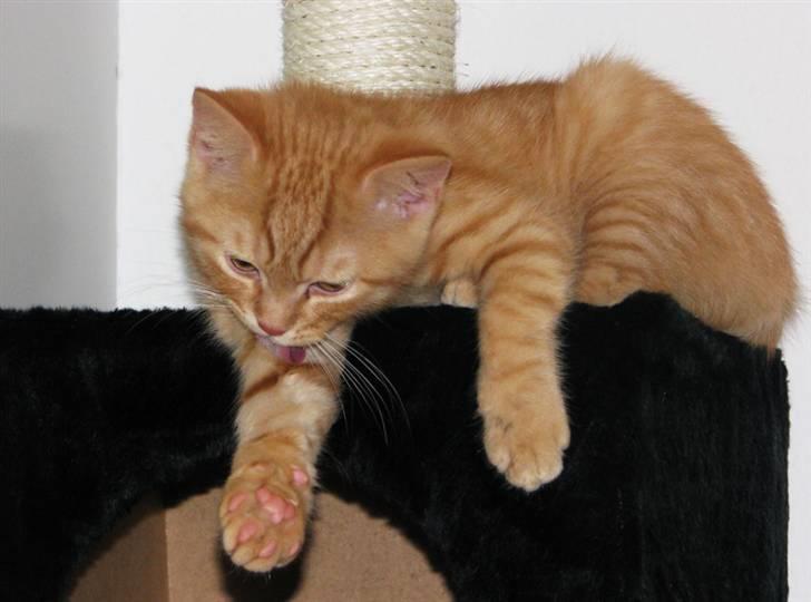 Blanding af racer Yuli billede 12