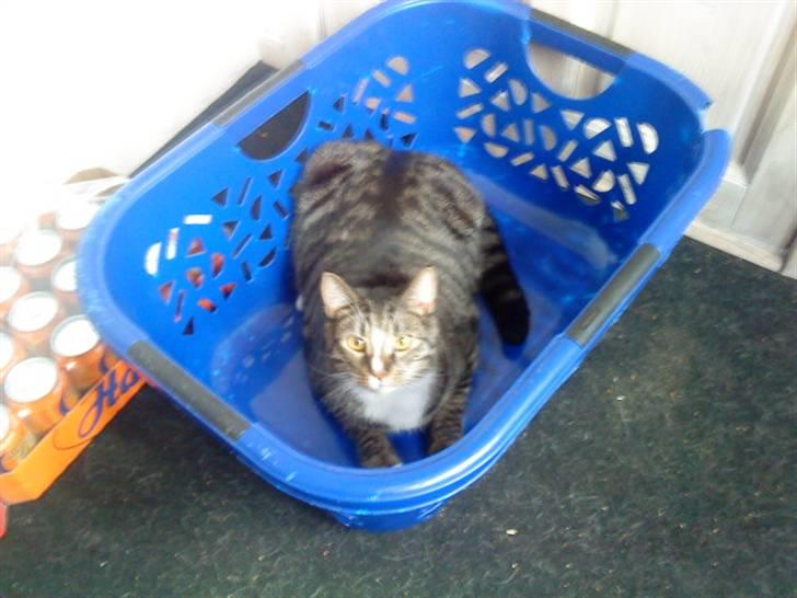 Huskat Lucifor R.I.P. - hi hi billede 1