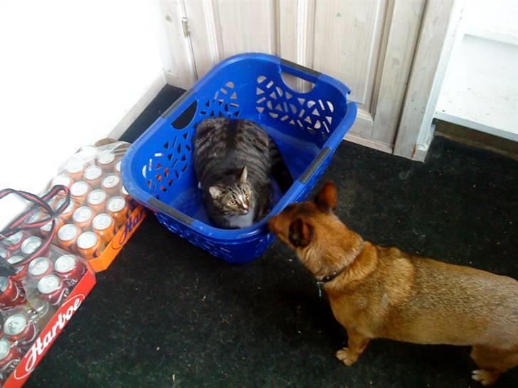 Huskat Lucifor R.I.P. - Bams forstår ikke hvad han laver hi hi billede 2