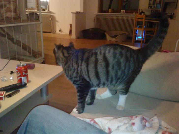 Huskat Lucifor R.I.P. - Tag ikke billede af mig lige nu mor..... billede 3