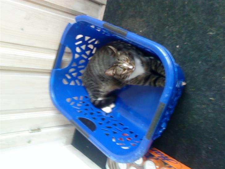 Huskat Lucifor R.I.P. - Du kan ikke finde mig hi hi billede 4