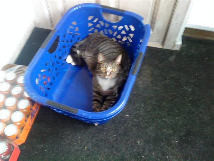 Huskat Lucifor R.I.P. - Jeg ligger altså bare lige her okai..... billede 5