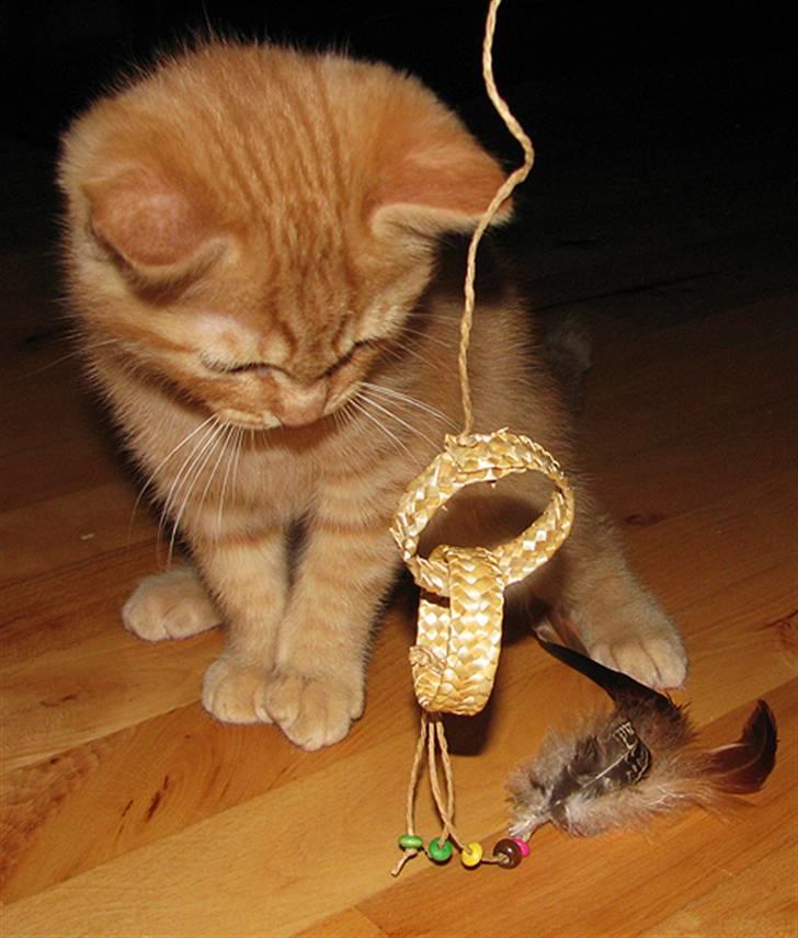 Blanding af racer Yuli billede 13