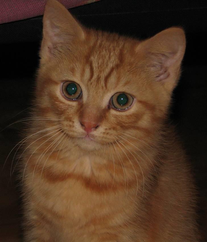 Blanding af racer Yuli billede 14