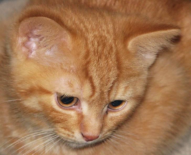 Blanding af racer Yuli billede 15