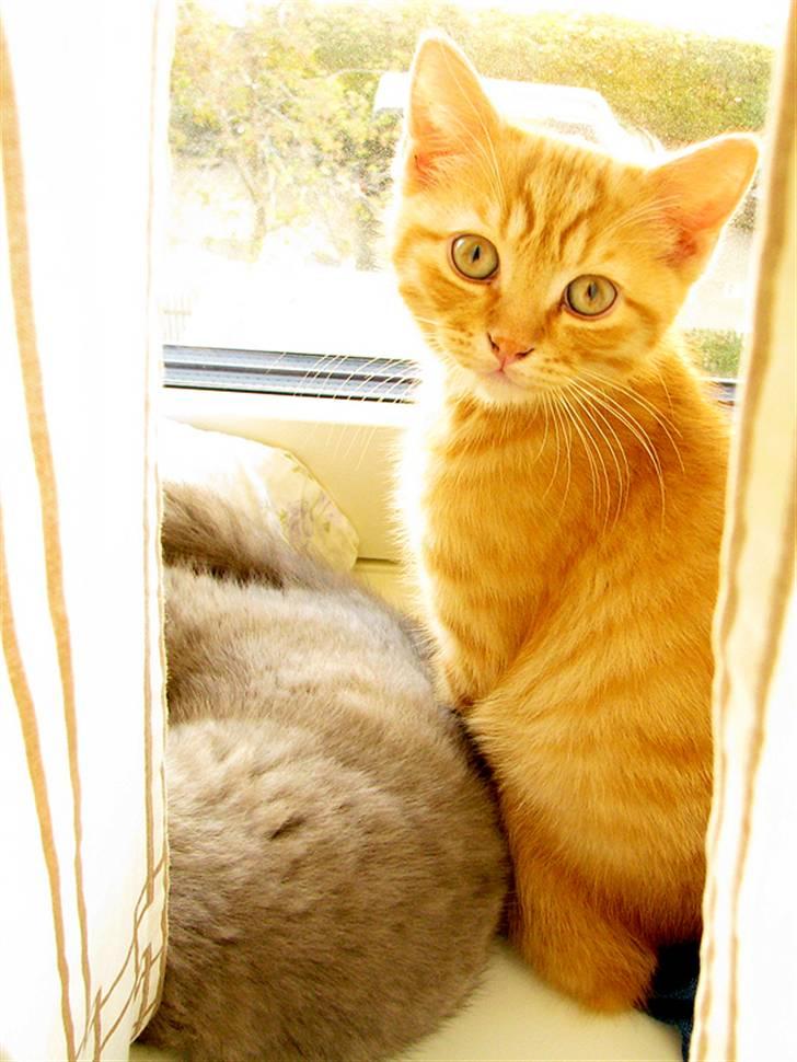 Blanding af racer Yuli billede 6