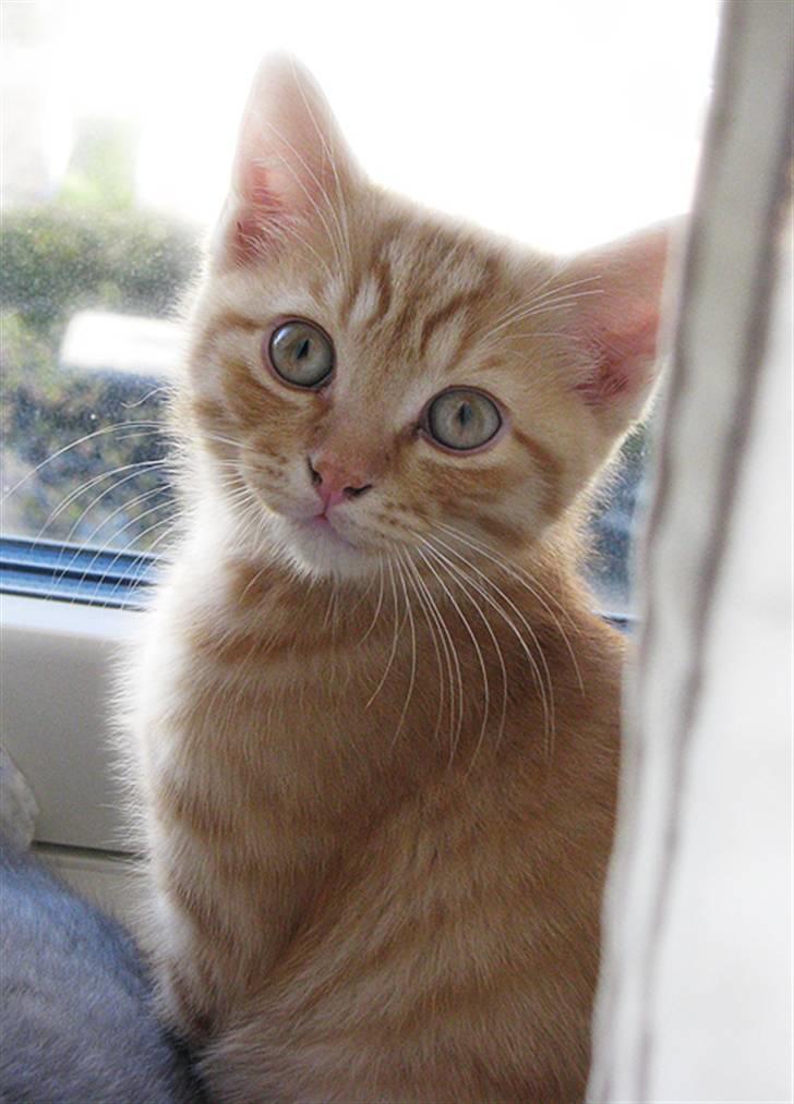 Blanding af racer Yuli billede 16