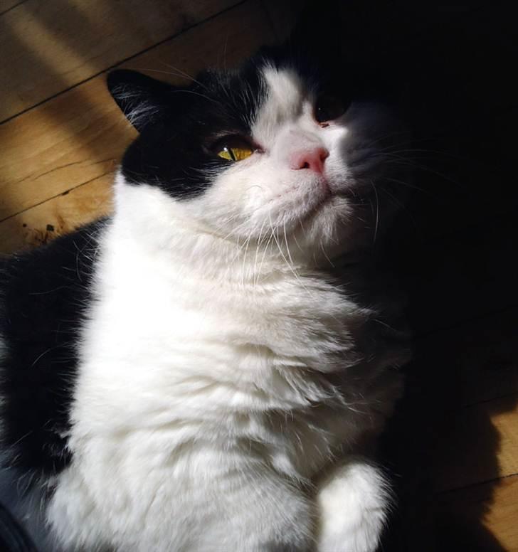 British Shorthair Kenzo - har lige fundet en lækker plads i solen :) billede 1