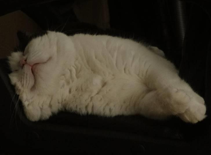 British Shorthair Kenzo - Napper lige en lur på kontorstolen :) billede 2