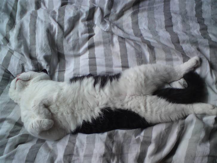 British Shorthair Kenzo - Sådan sover man bedst - på ryggen :) billede 3