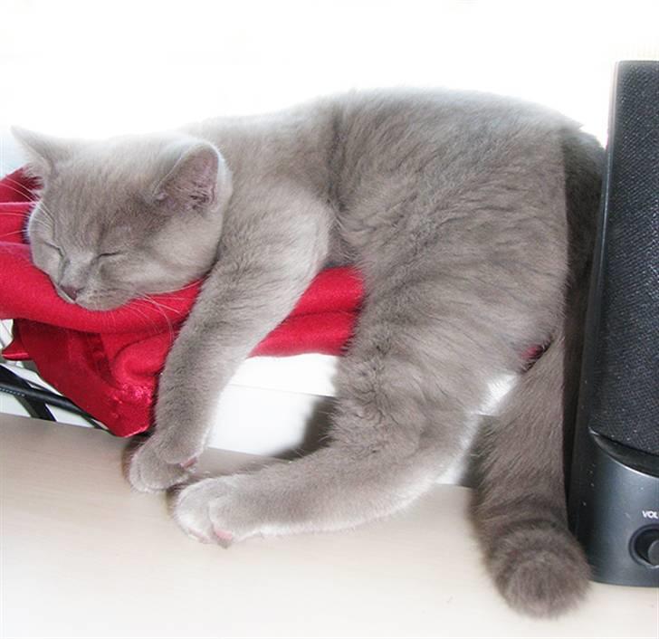 Blanding af racer Safir billede 11