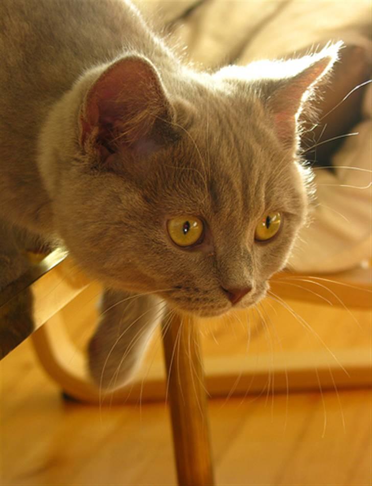 Blanding af racer Safir billede 9