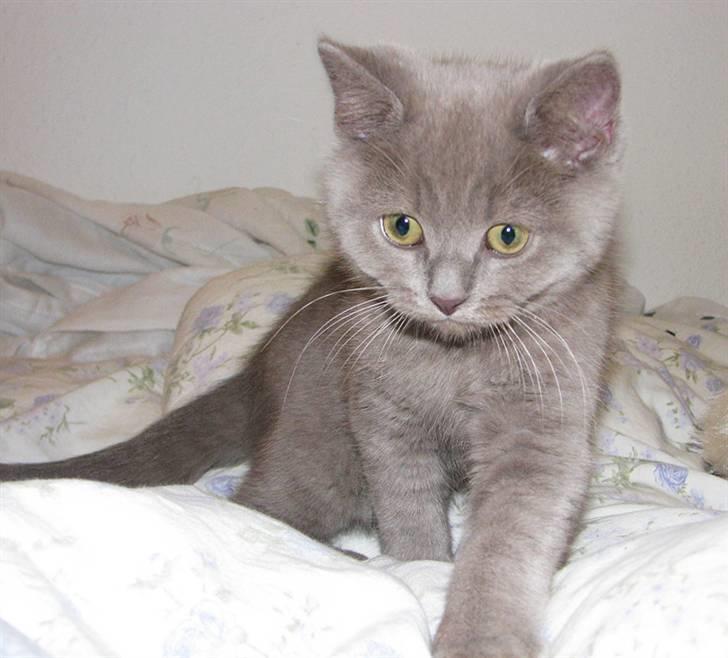 Blanding af racer Safir billede 12