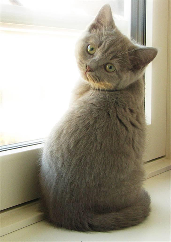 Blanding af racer Safir billede 13