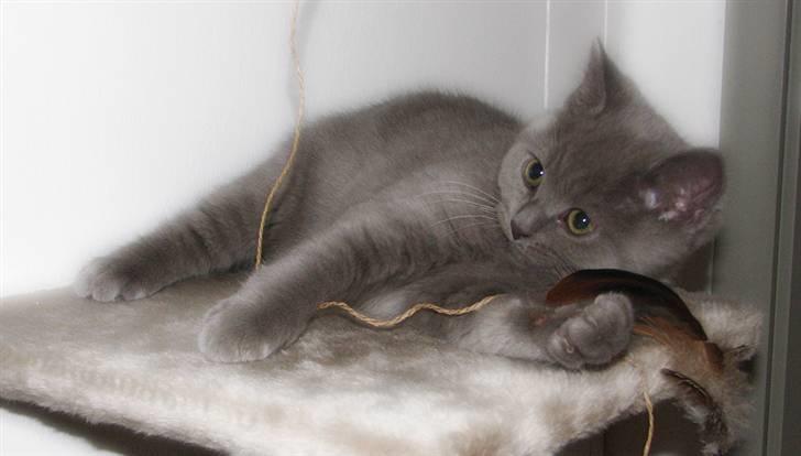 Blanding af racer Safir billede 14