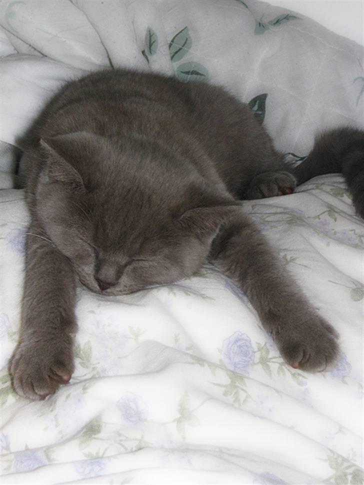 Blanding af racer Safir billede 16