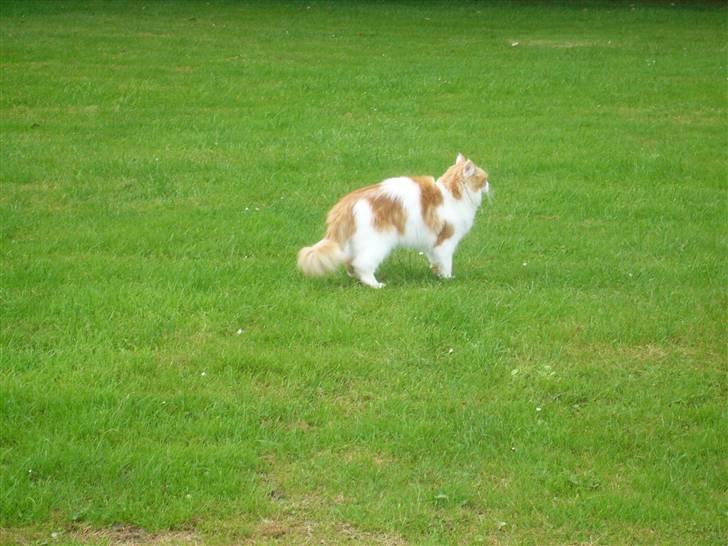 Maine Coon Benjamin billede 1