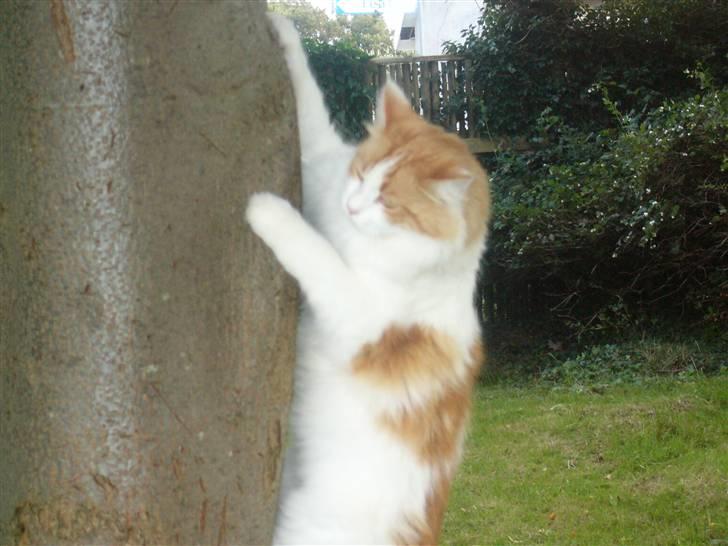 Maine Coon Benjamin billede 2