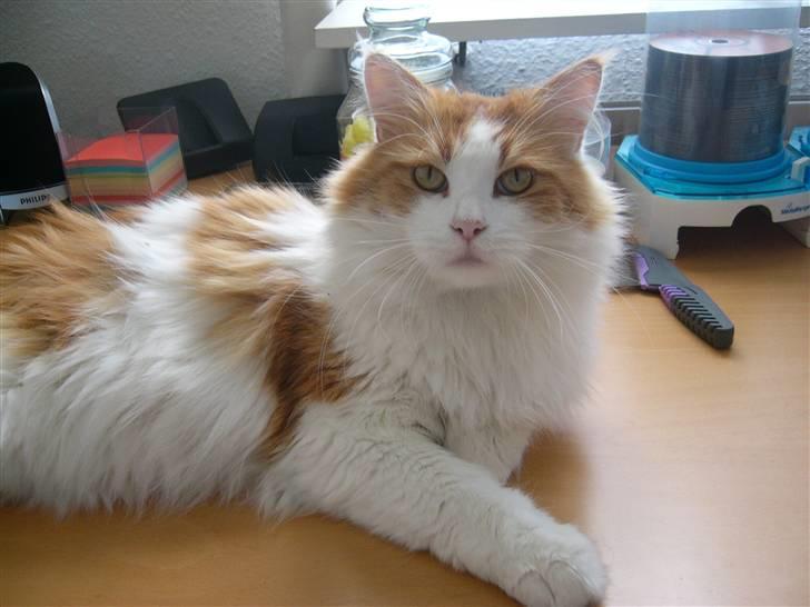 Maine Coon Benjamin billede 3