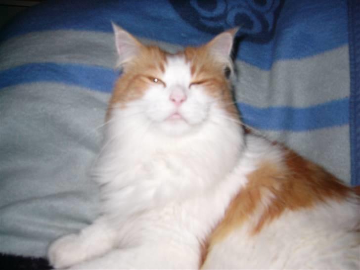 Maine Coon Benjamin billede 4