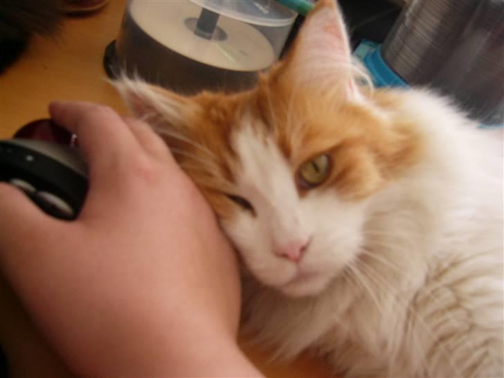 Maine Coon Benjamin billede 5