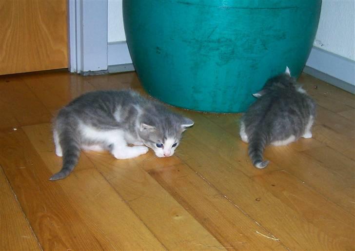 Huskat Gibbs the Silver Fox *SOLGT* - 3 uger gammel - Første gang ude på gulvet  billede 12