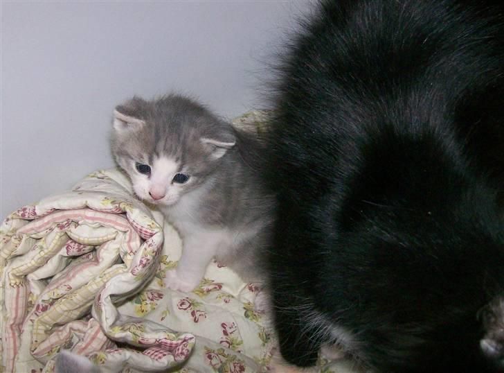 Huskat Gibbs the Silver Fox *SOLGT* - 3 uger gammel billede 13