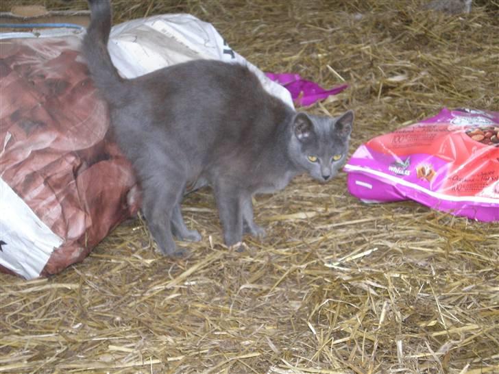 Huskat Tottie R.i.p. - taget  d. 25-10-10 billede 11