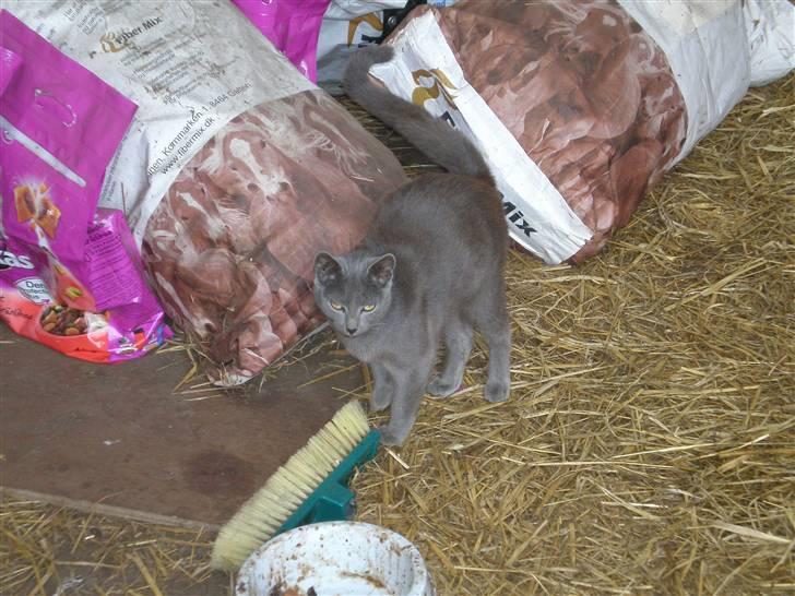 Huskat Tottie R.i.p. - taget  d. 25-10-10 billede 12