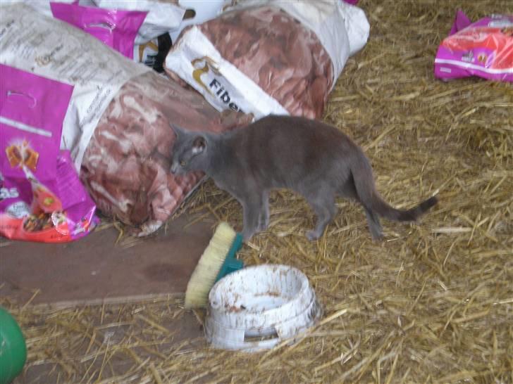 Huskat Tottie R.i.p. - taget  d. 25-10-10 billede 13