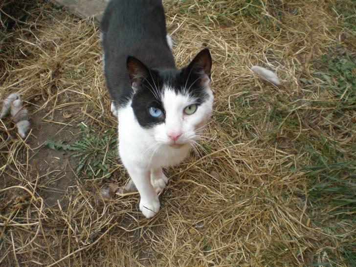 Huskat Freddy død - taget  d. 25-10-10 billede 14