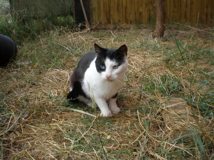 Huskat Freddy død - taget  d. 25-10-10 billede 15