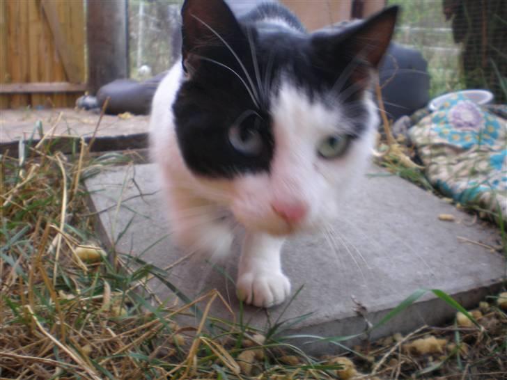 Huskat Freddy død - taget  d. 25-10-10 billede 16