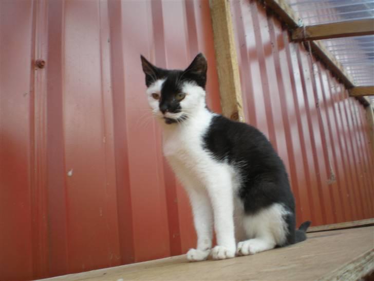 Huskat Thor Død d 4-1-2011 - taget  d. 25-10-10 billede 11