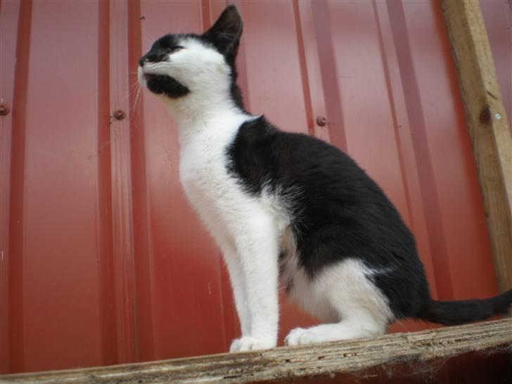 Huskat Thor Død d 4-1-2011 - taget  d. 25-10-10 billede 12