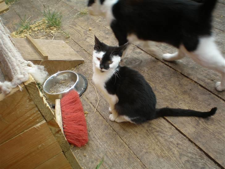 Huskat Thor Død d 4-1-2011 - taget  d. 25-10-10 billede 13