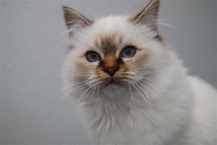 Hellig Birma DeLaCour's Amelié Gentiel - Amelié nu knap 5 mdr. <3 billede 10