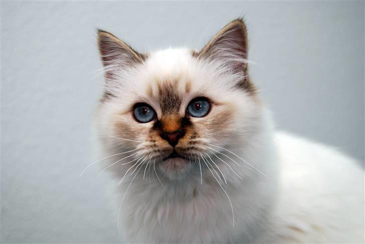 Hellig Birma DeLaCour's Amelié Gentiel - Amelié nu knap 5 mdr. <3 billede 11