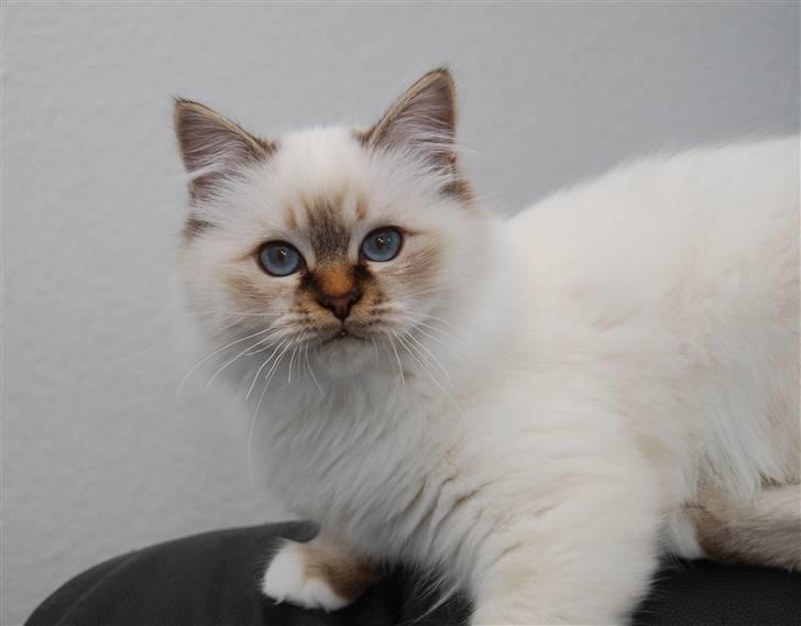 Hellig Birma DeLaCour's Amelié Gentiel - Amelié nu knap 5 mdr. <3 billede 12