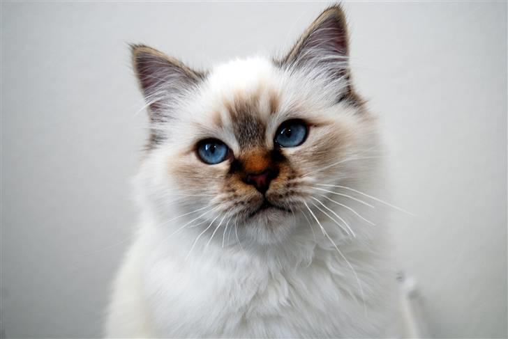 Hellig Birma DeLaCour's Amelié Gentiel - Amelié nu knap 5 mdr. <3 billede 13