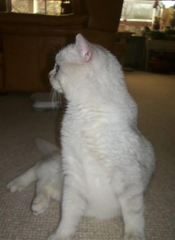 British Shorthair Bakus/Billie - hov...hvad sker der nu i køkkenet...nååå det var bare ham manden der skræller kartofler... billede 3