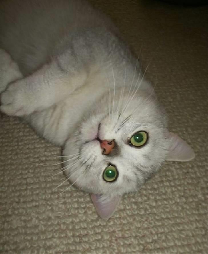 British Shorthair Bakus/Billie - åh, har jeg ikke dejlige grønne øjne, især når jeg gør mig lidt til... billede 4