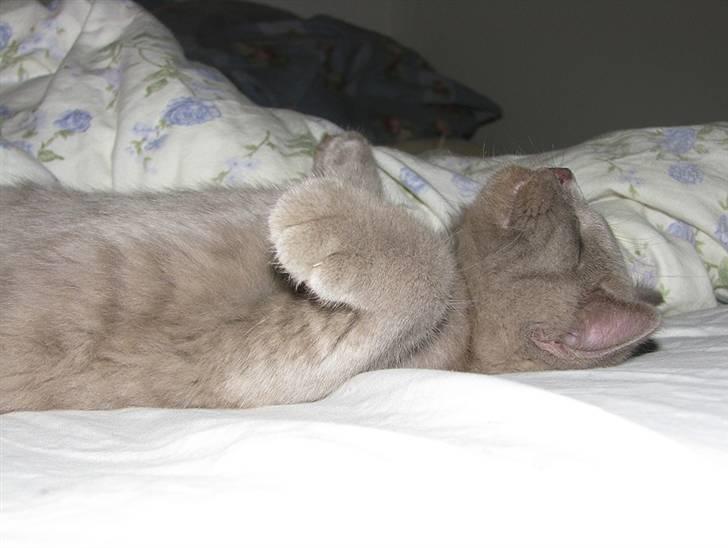 Blanding af racer Safir billede 17