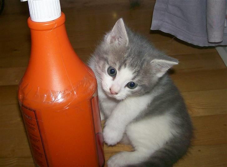 Huskat Gibbs the Silver Fox *SOLGT* - 5½ uge gammel billede 14