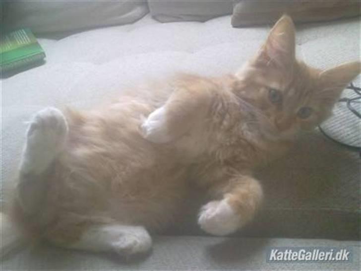 Blanding af racer Mr. Trouble - moooar, klø mig på maven :) billede 20