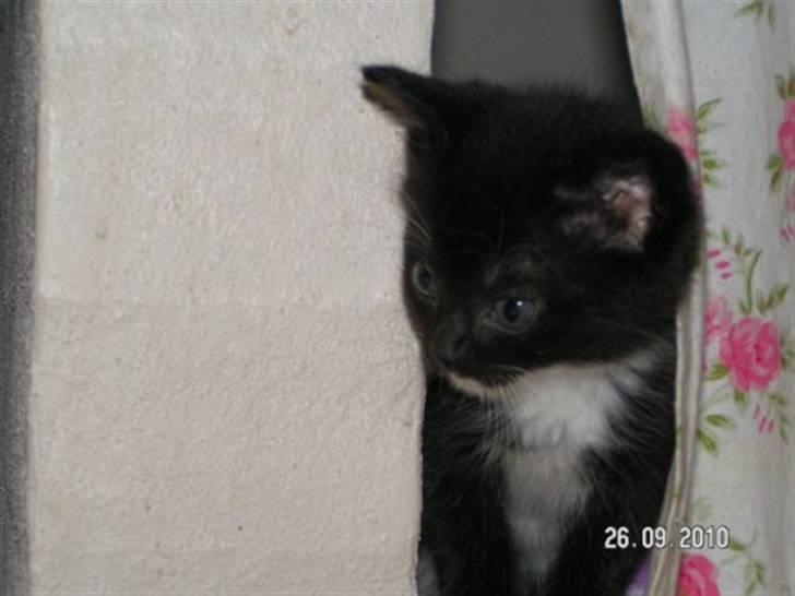 Blanding af racer Kuzco - Vores lille tiger! billede 1