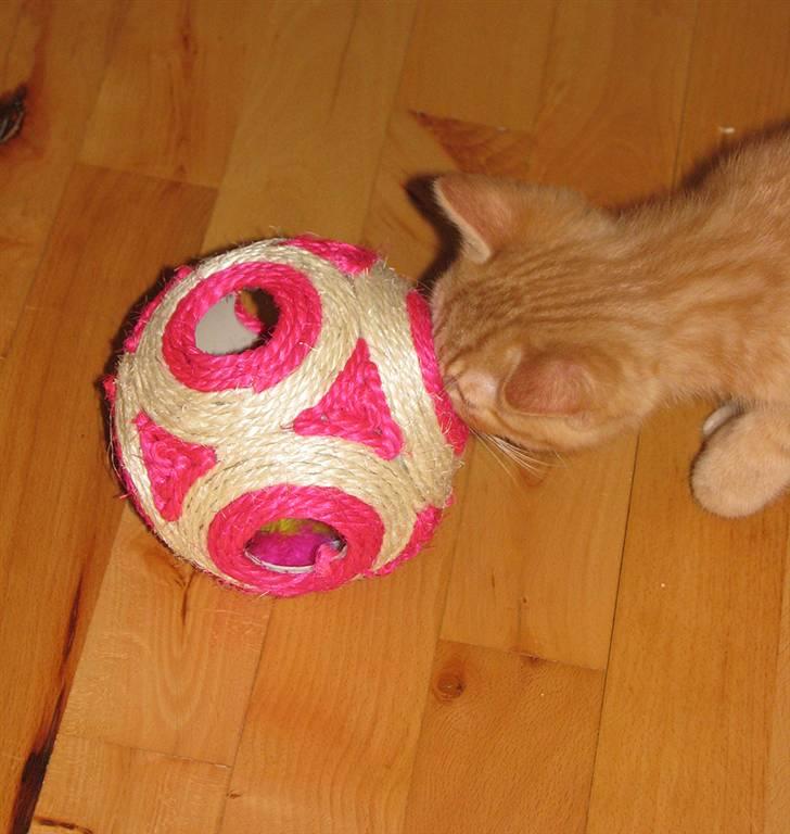 Blanding af racer Yuli billede 17