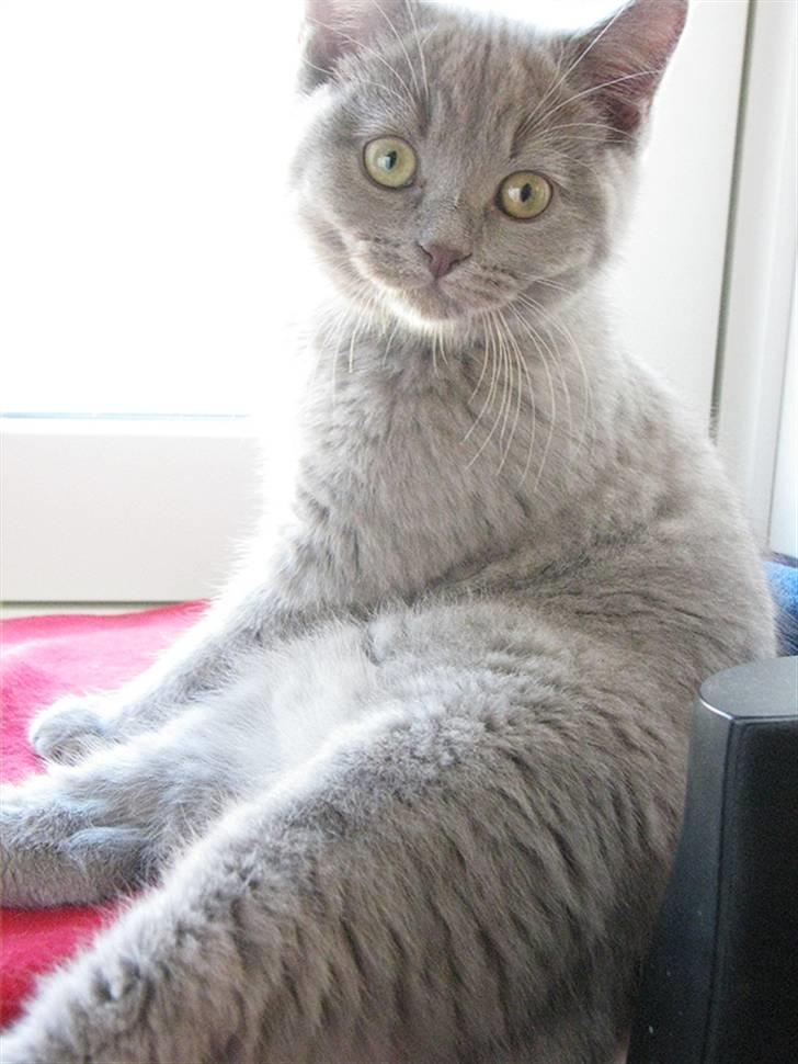 Blanding af racer Safir billede 19