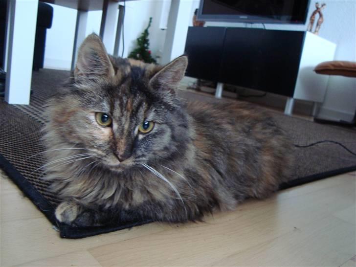 Blanding af racer Gitte - MH , daser :) billede 3